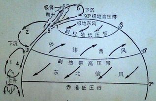 简单示意图 不同纬度间的信风方向 