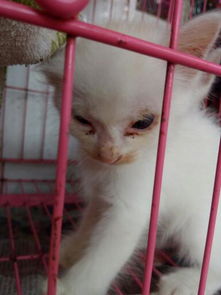 这两种猫眼睛怎么了,蓝眼白猫 