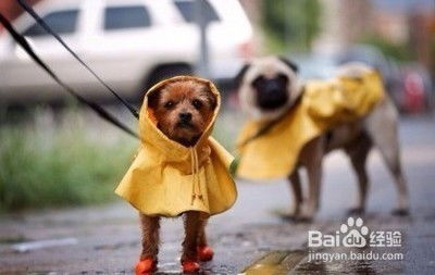 怎么在雨天遛狗 