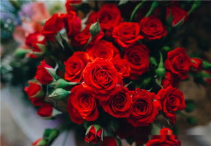 十大公认最好玫瑰 世界最顶级的玫瑰