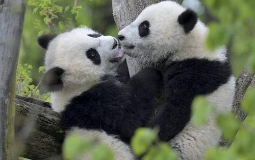 野生大熊猫竟然倒立撒尿,专家 这是大熊猫独特的求偶行为
