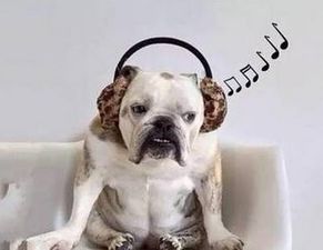 狗狗喜欢听什么音乐呢 盘点六种狗狗喜欢的声音 
