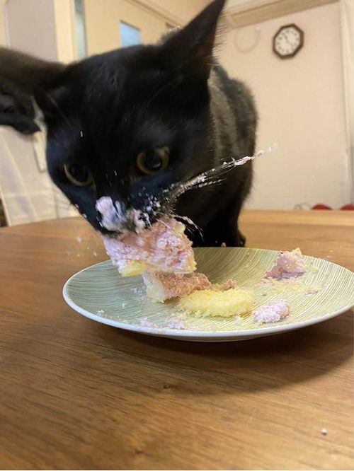猫能吃蛋糕吗（蒸鸡蛋羹给猫吃）