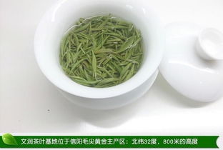 2014新茶舌尖明前高山云雾信阳毛尖 原产地自产自销嫩芽炒青绿茶茶叶