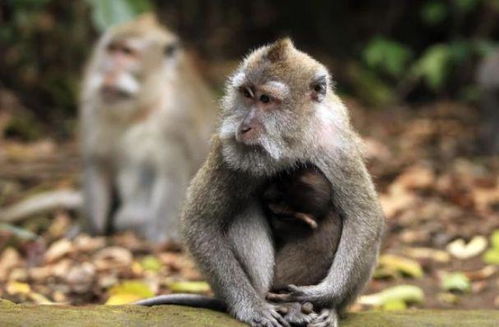 生肖属猴的人,1月份做4件事情可以改运,2021年顺风顺水