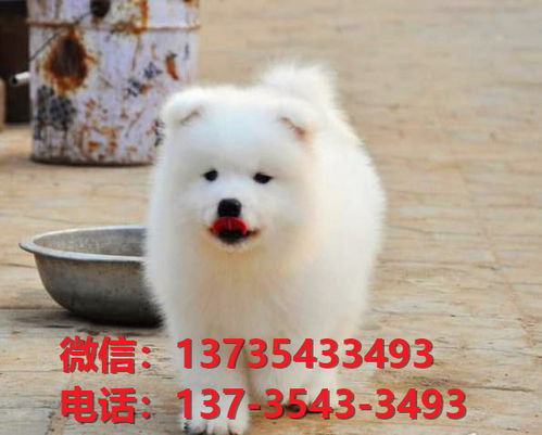 汉中宠物狗狗犬舍出售纯种萨摩耶犬卖狗买狗地方在哪有狗市场领养