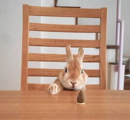 日本一网友在家养了一只兔子 