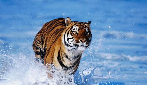 网友问 如果一只老虎没有牙和爪子,还能对人造成威胁吗 