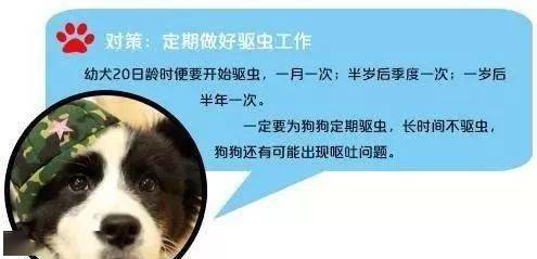 为啥你的狗狗怎么吃都不胖呢