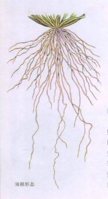 植物根尖图解 表情大全