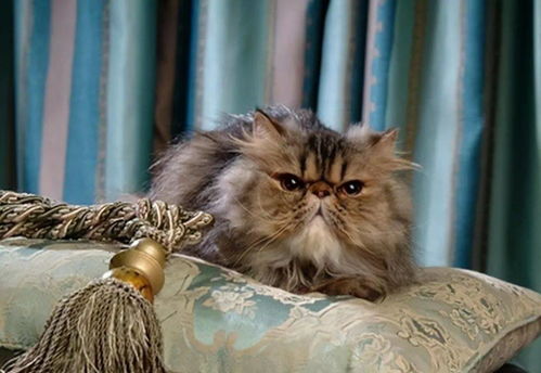 有着 猫中贵族 之称的波斯猫,为什么越来越少人养