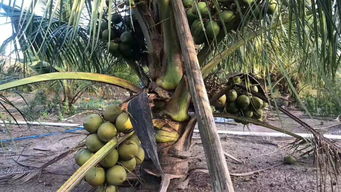 为什么海南适合种椰子树,海南适合种植矮种椰子苗吗？