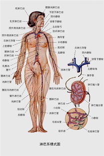 人的肾在哪个位置 搜狗图片搜索