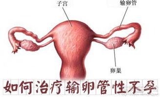 输卵管堵塞还能排卵吗输卵管堵塞会怀孕吗