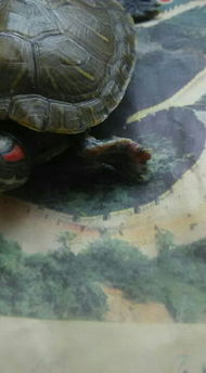 乌龟腐甲病图片 