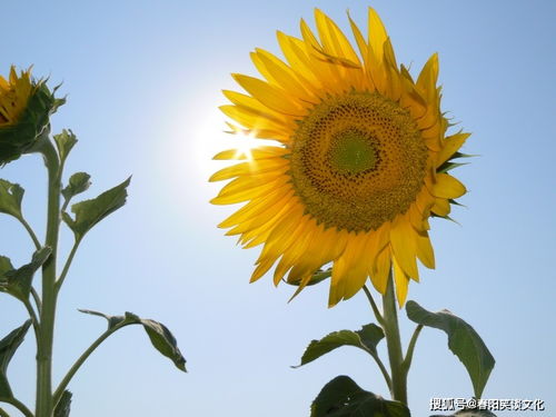 1月,缘分桃花陷入眼球,期待牵手幸福爱情的3大生肖