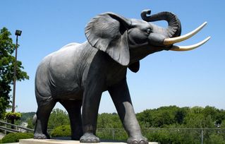 大象杀人事件持续发酵 保护动物就可为所欲为吗