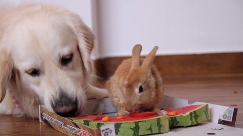 有趣的狗和可爱的兔子吃比萨饼 