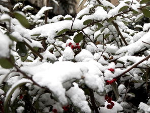 下雪啦,过年啦,祝大家新年好