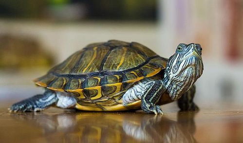 进化论的终极BUG 乌龟,是如何成了科学家们的 噩梦