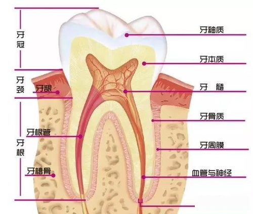 在6D纳米炫齿浮雕的技术下,她的牙齿比丈母娘的白眼还白