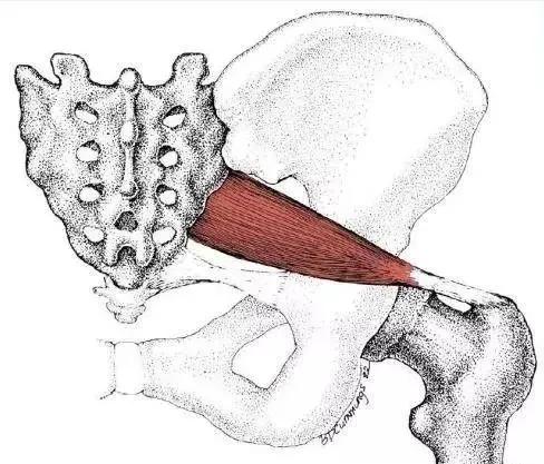 梨状肌,可能是坐骨神经痛和下背部痛的根源,一定要重视起来