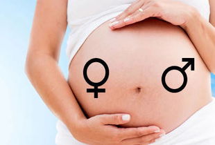 胎儿性别早知道 如何早期判断男女