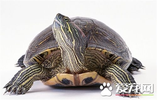 乌龟吃什么长的最快 要明白乌龟是什么品种