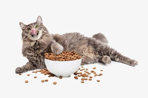 猫咪吃猫粮应该注意什么 送你一份经济实惠又安全的选粮攻略 
