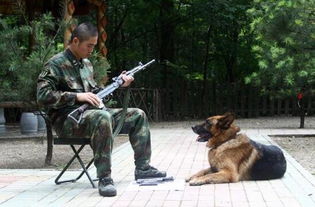 军犬和警犬的区别,军犬和警犬的3大不同点