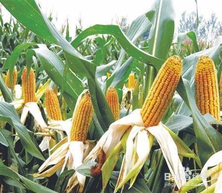 玉米种植技术 夏玉米促熟有哪些方法
