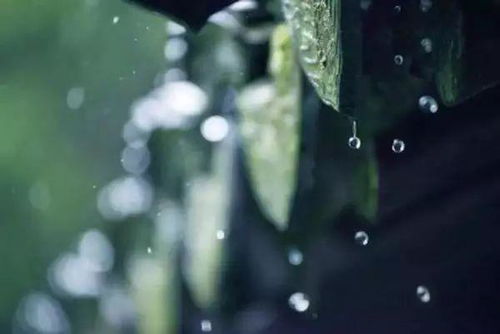 烟青色的雨，烟青色的鼓浪屿(雨中鼓浪屿)