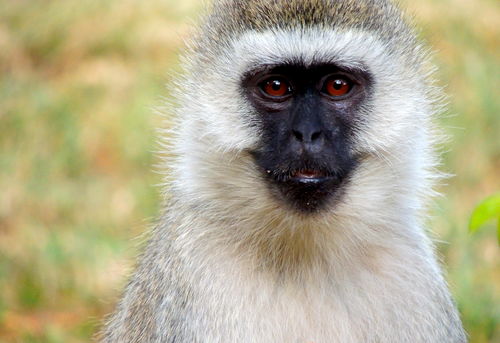 非洲肯尼亚动物之旅精彩瞬间 长尾猴