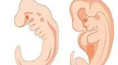 怀孕8周后能看到胎芽,什么时候能看到胎心 胎停的表现有哪些