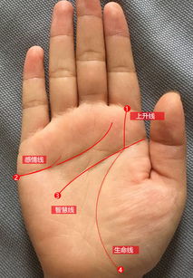 如何看手相 手相和命运之间的关系 