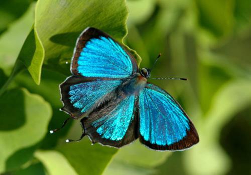 中国一级保护的蝴蝶是什么碟 