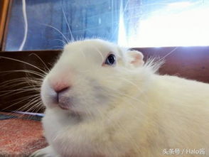 日本秋田电影院里的可爱兔子 放养模样让人好治愈 