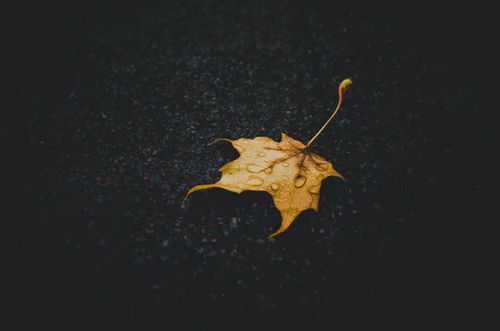 风雨人生路 苦乐自己渡