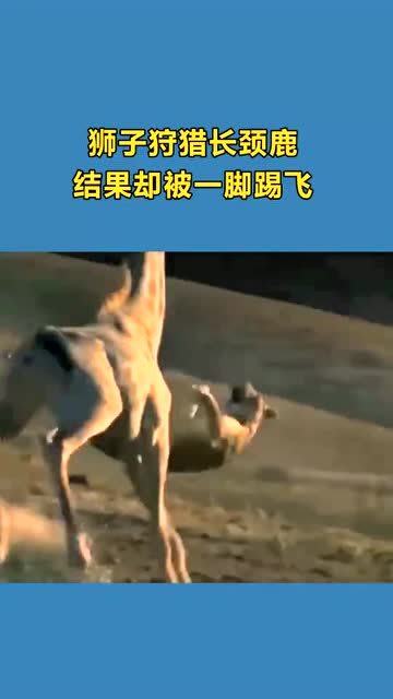 狮子狩猎长颈鹿,结果却被一条踢飞,狮子都懵了 