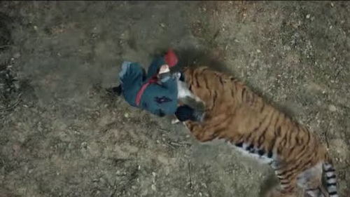 男子在山中放老虎一条命,没想到老虎一直在暗中保护他 