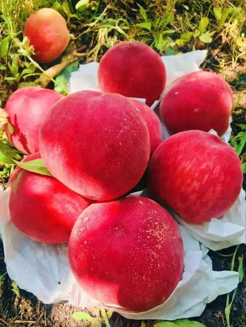 低至4元 斤 成都第一波水蜜桃 油桃可摘,持续到7月