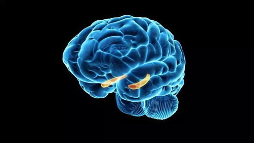 麻省理工学院最新突破性研究揭示人脑回忆机制,回忆并不是记忆的 再次输出 