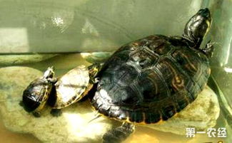 乌龟得了肠炎要怎么办 乌龟肠炎的防治方法