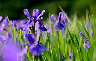 鸢尾花 原帖名称 菖蒲花,经好友指正特此更正名称