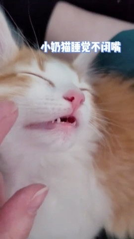 小奶猫睡觉为何不闭上嘴巴 小牙齿太可爱了 