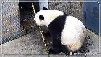 国宝大熊猫的智商怎么样呢,真像外表那样看起来笨笨的吗 