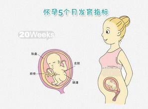 怀孕四个月肚子有多大 怀孕4个月,肚子应该有多大了会很明显吗