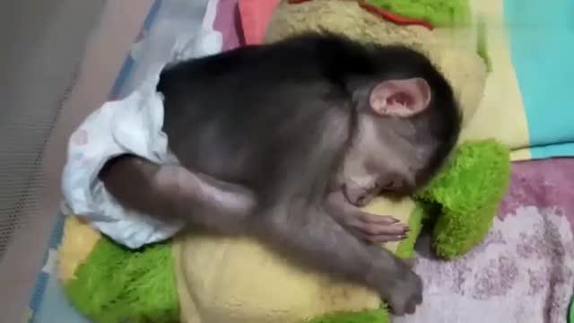 小猴子睡着了手还会动,一定是做梦了,太萌了 