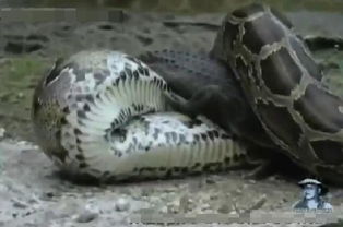 大蟒蛇是如何生吞人的难道人跑不掉吗