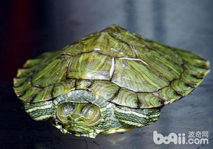 首页 宠物饲养 爬虫饲养 爬虫品种 巴西龟能长多大 巴西龟吃什么